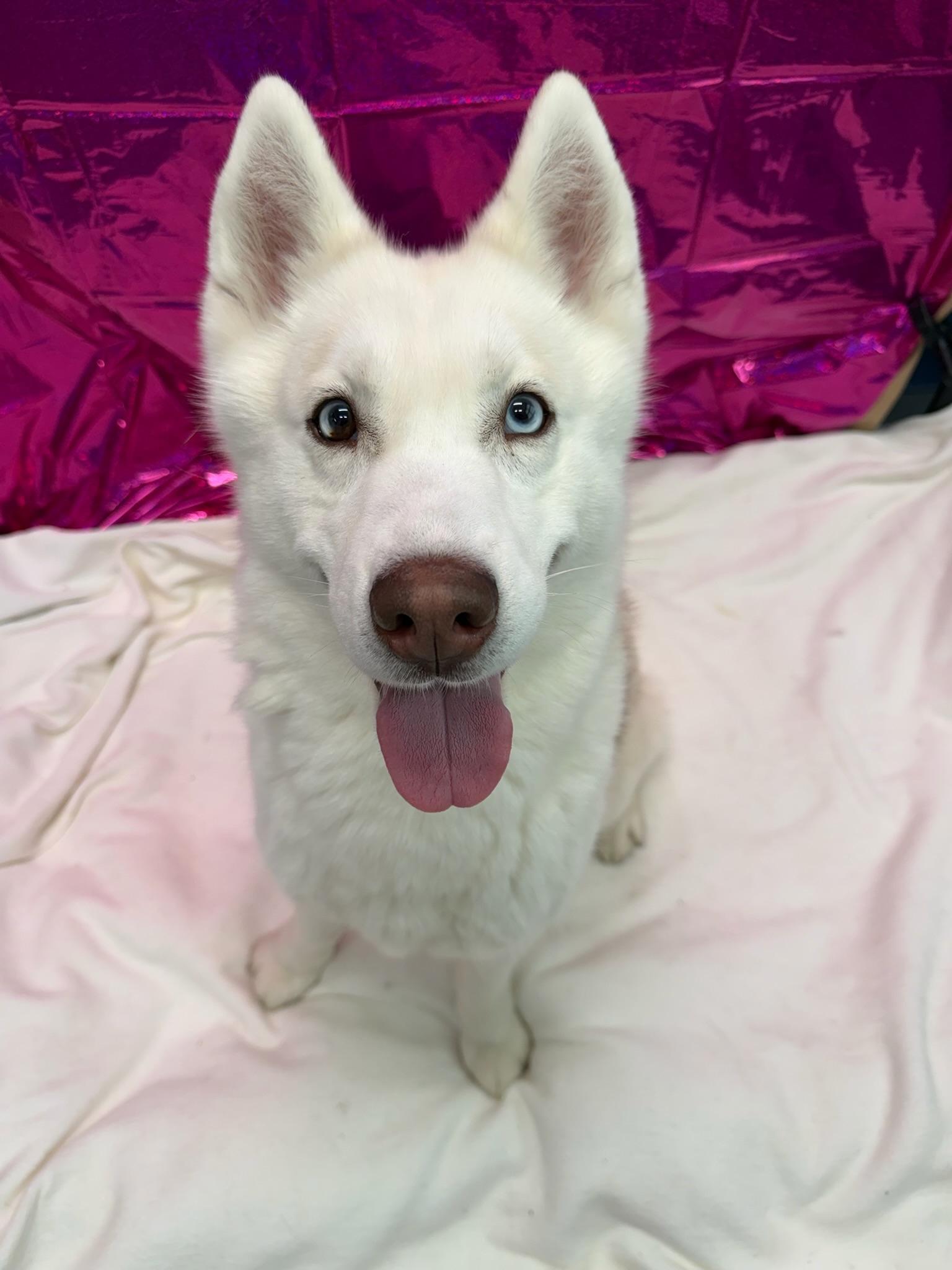 Sushi Tag 2179, ADOPTABLE, Young Female Husky.