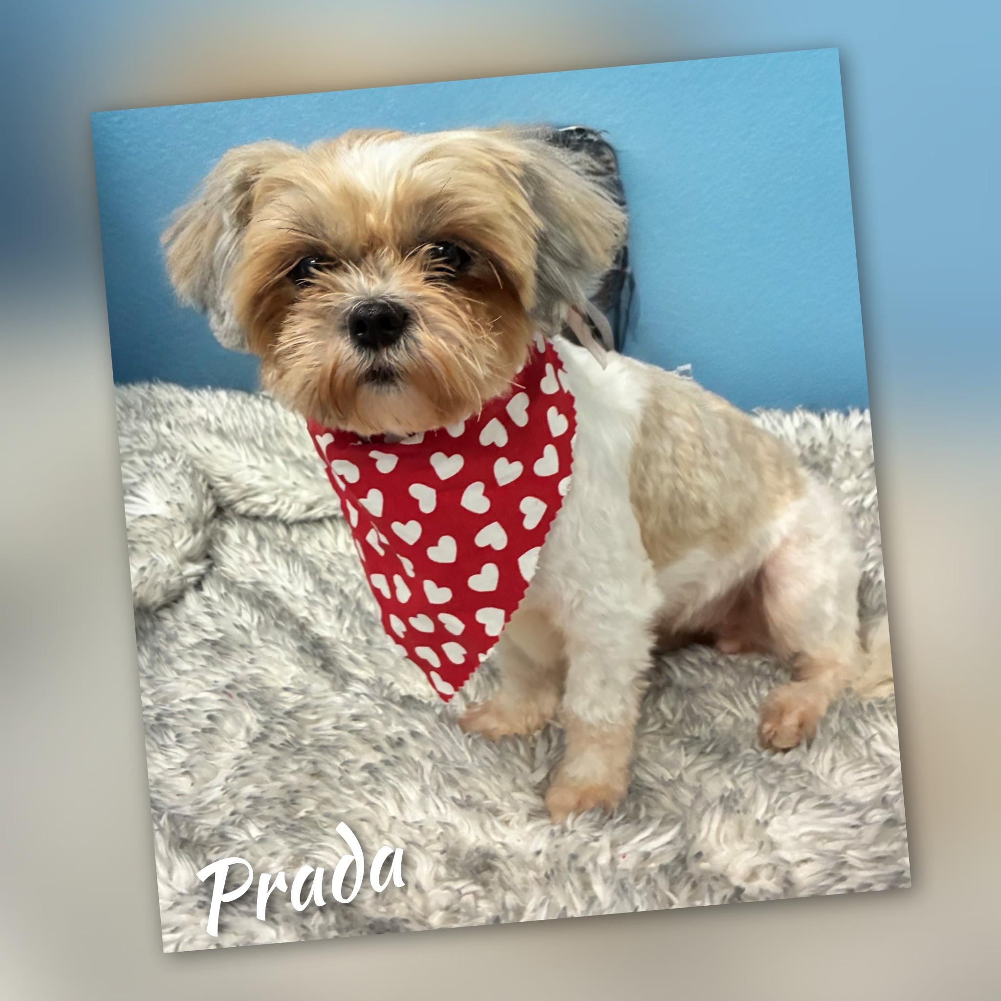 Enlarge Prada, a Adopted Shih Tzu in Fredericksburg, VA image 2/5