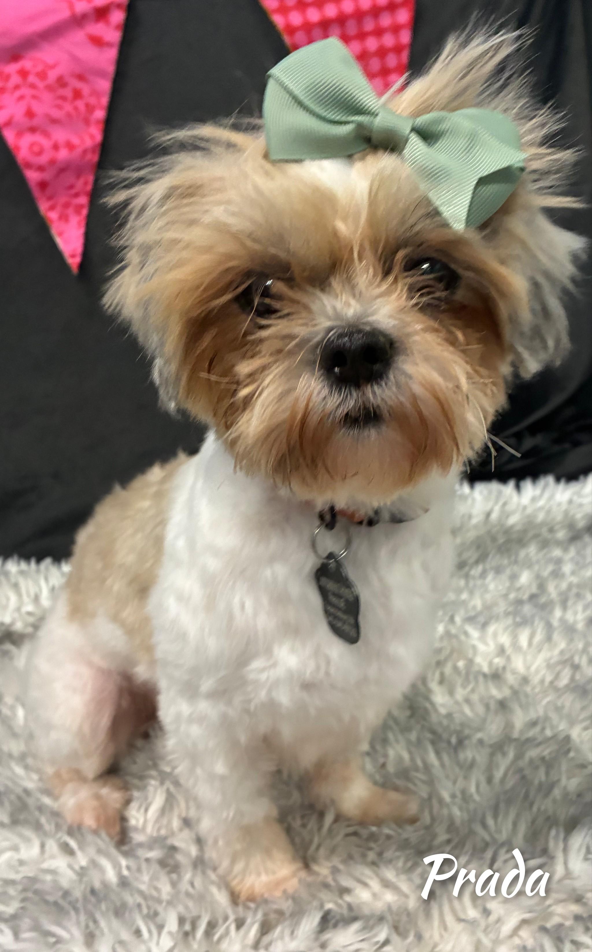 Enlarge Prada, a Adopted Shih Tzu in Fredericksburg, VA image 4/5