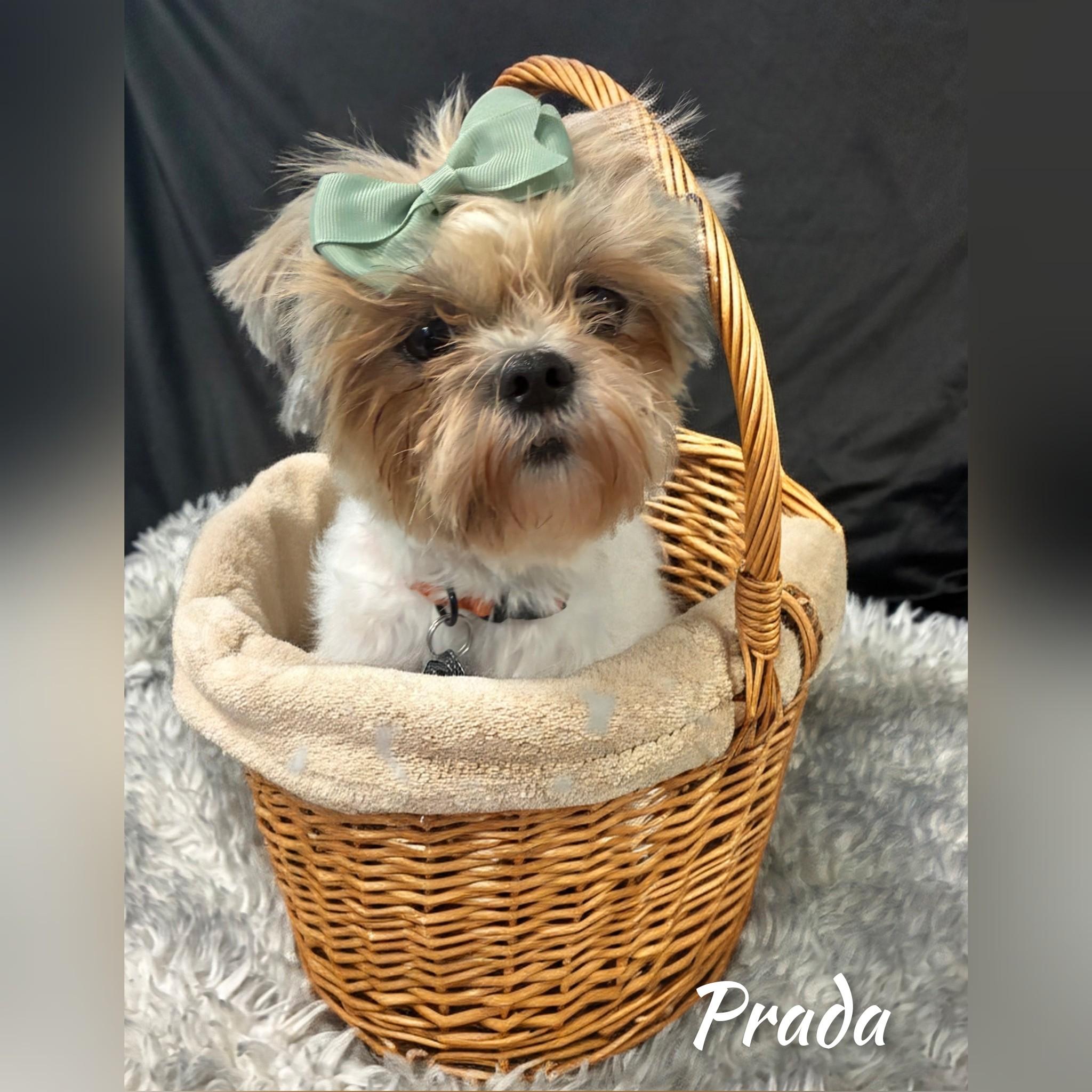 Prada, Adopted, Adult Female Shih Tzu.