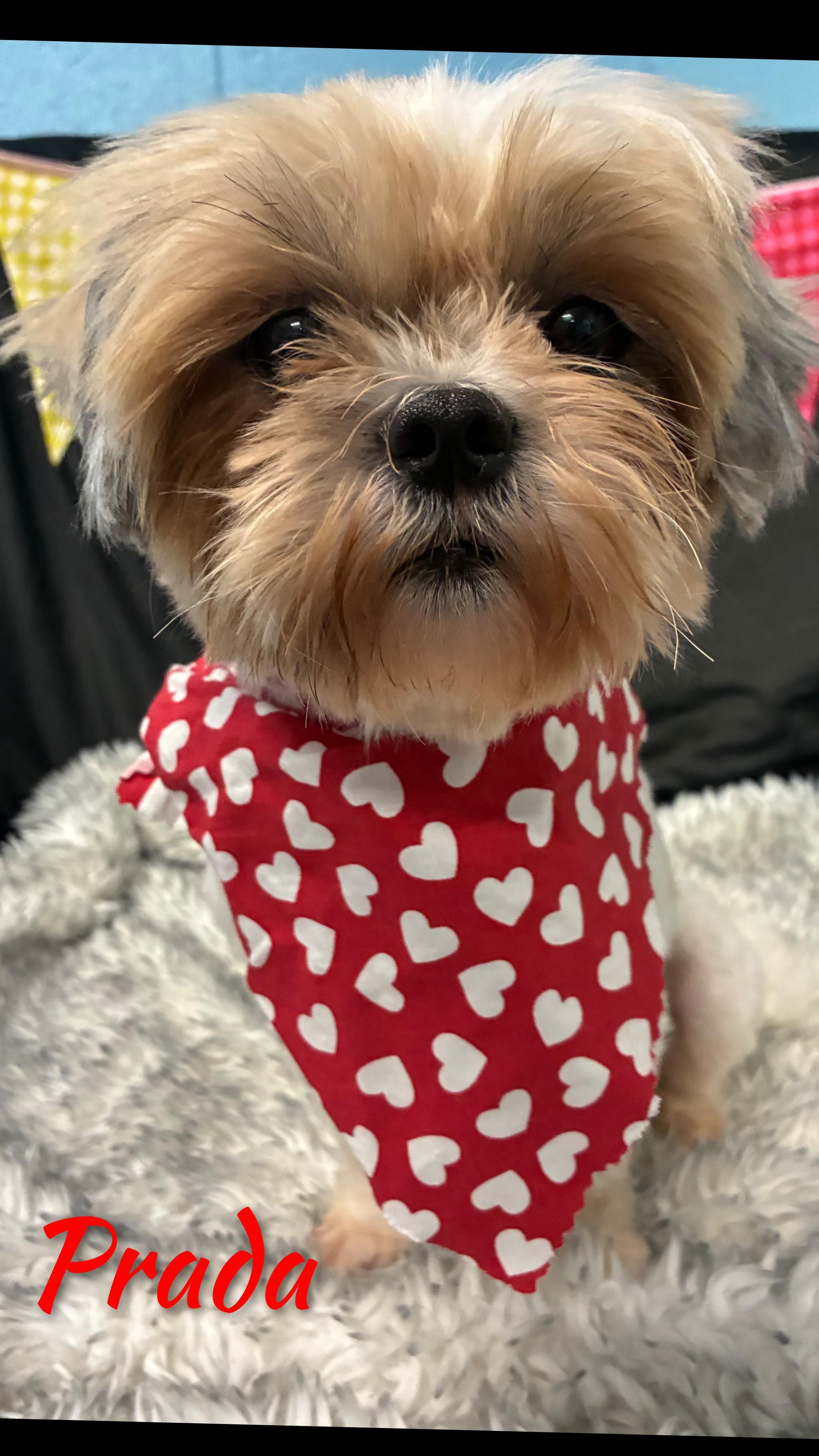 Enlarge Prada, a Adopted Shih Tzu in Fredericksburg, VA image 3/5