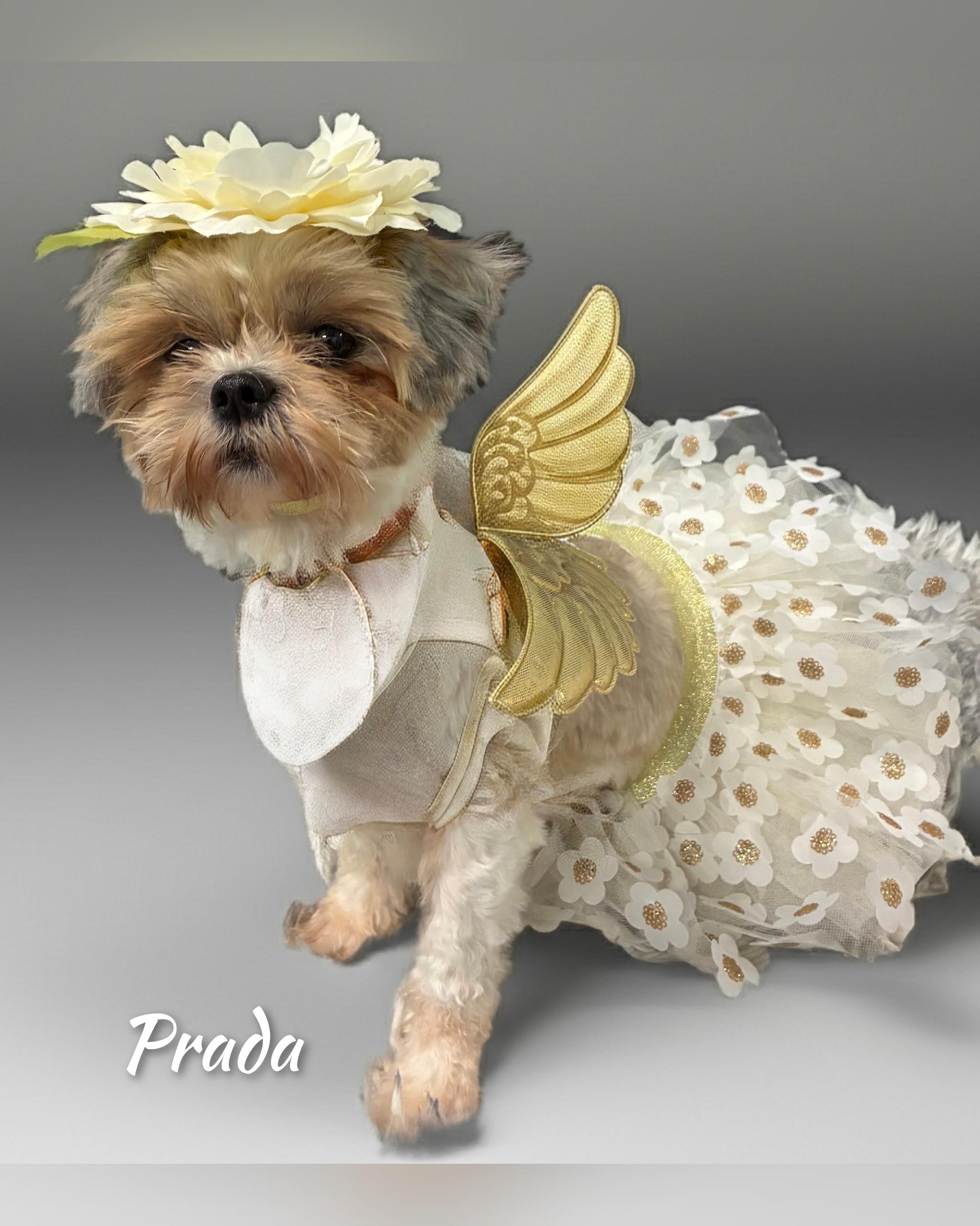 Enlarge Prada, a Adopted Shih Tzu in Fredericksburg, VA image 5/5