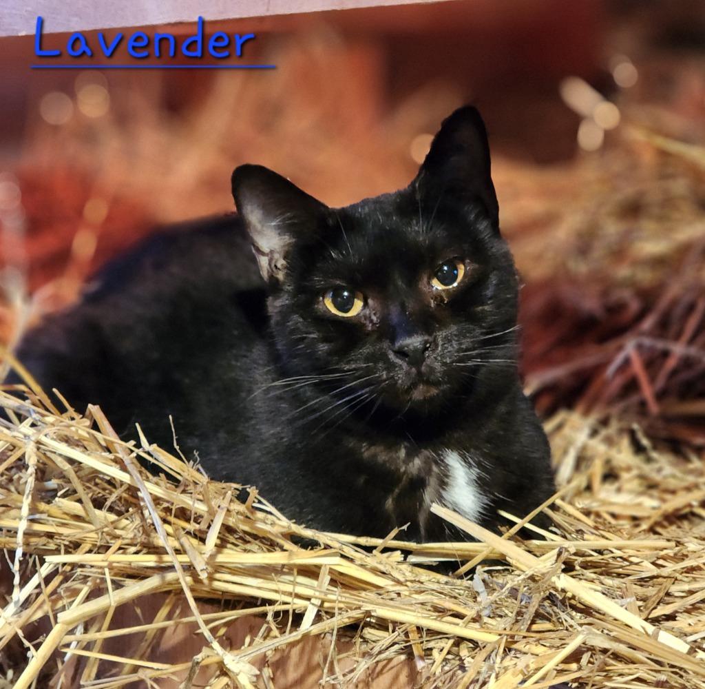 Lavender, Adoptable, Adult Female Domestic Short Hair.