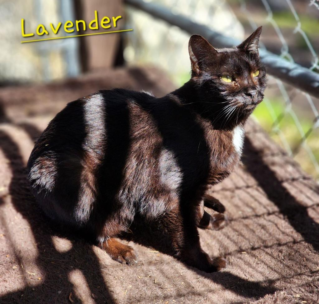 Enlarge Lavender, a Adoptable mixed breed in Cambridge, MD image 1/6