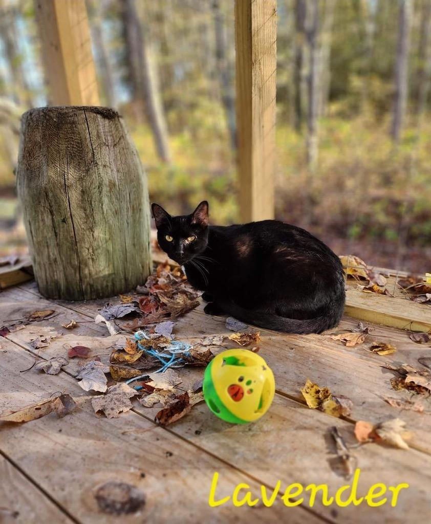 Enlarge Lavender, a Adoptable mixed breed in Cambridge, MD image 2/5