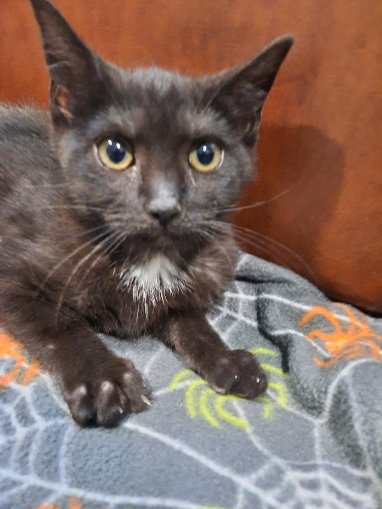 Enlarge Lavender, a Adoptable mixed breed in Cambridge, MD image 3/5