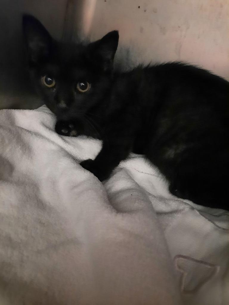 Lavender — thumbnail 4