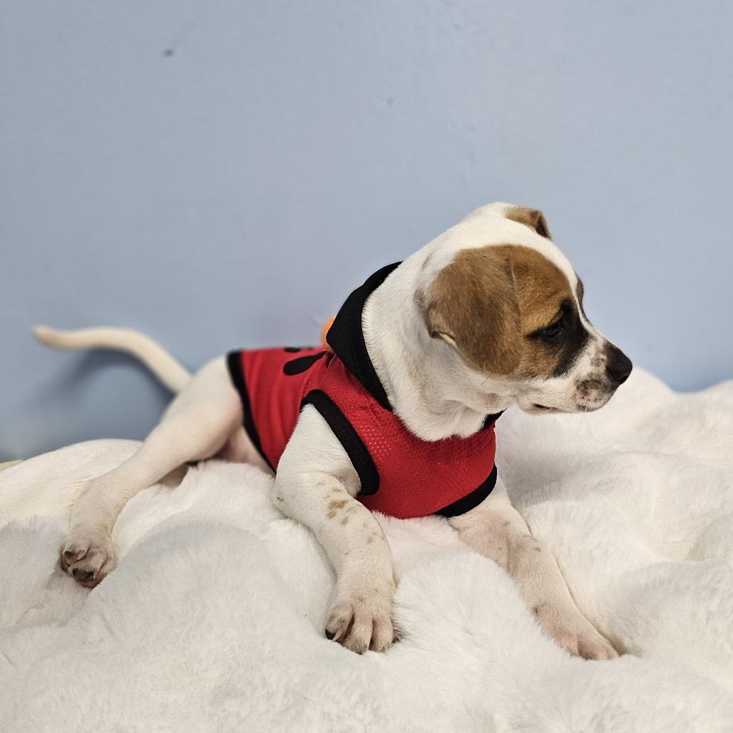 Tiny Diamond, Adoptable, Young Female Coonhound & Mixed Breed.