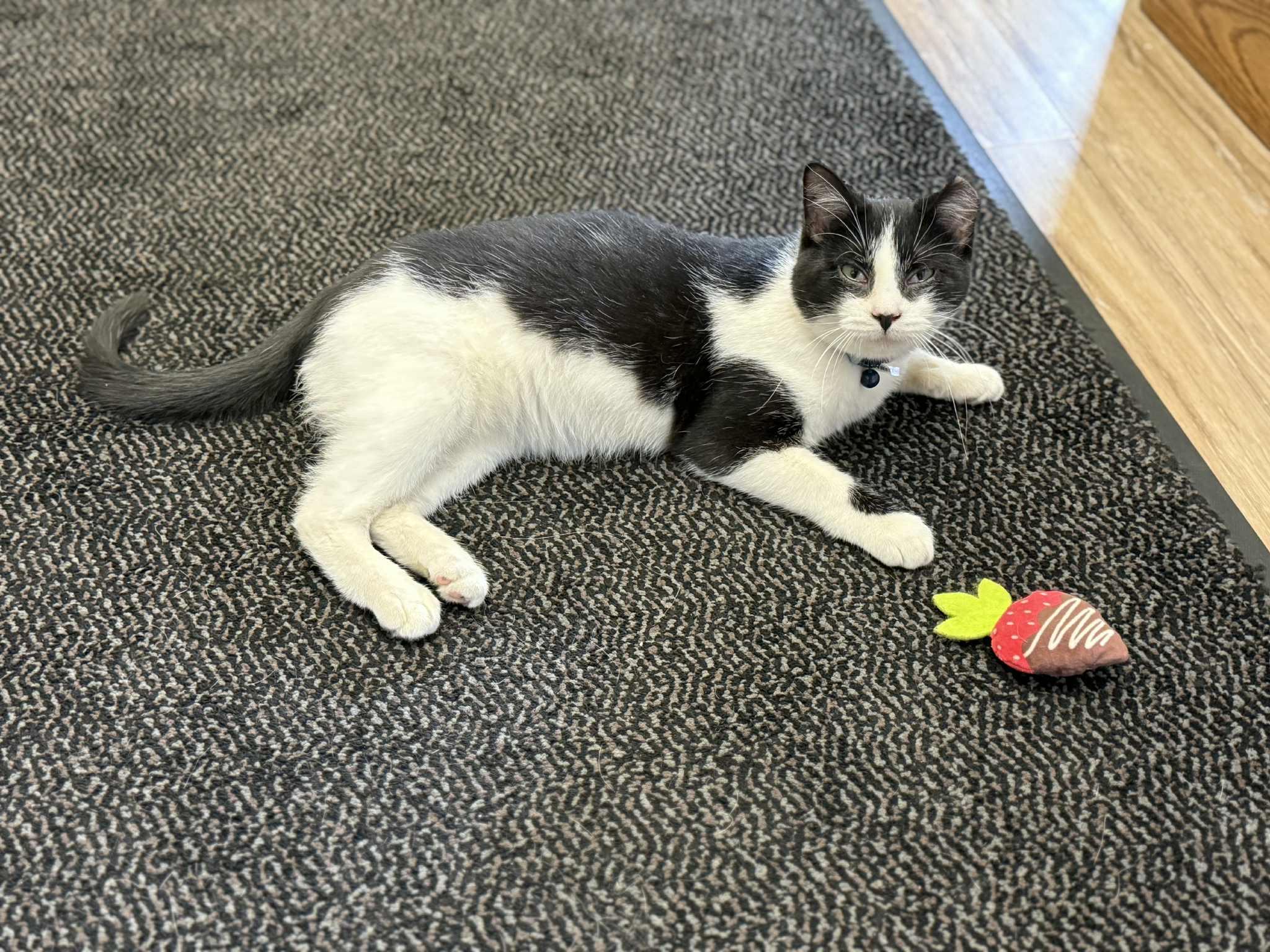 Enlarge Dottie, a Adopted Domestic Short Hair in Story City, IA image 1/4