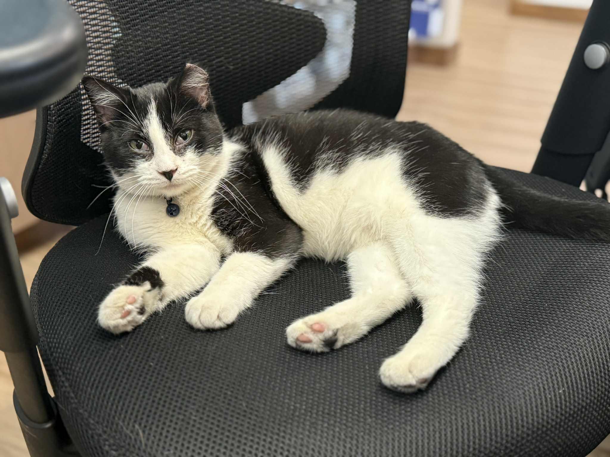 Enlarge Dottie, a Adopted Domestic Short Hair in Story City, IA image 2/4