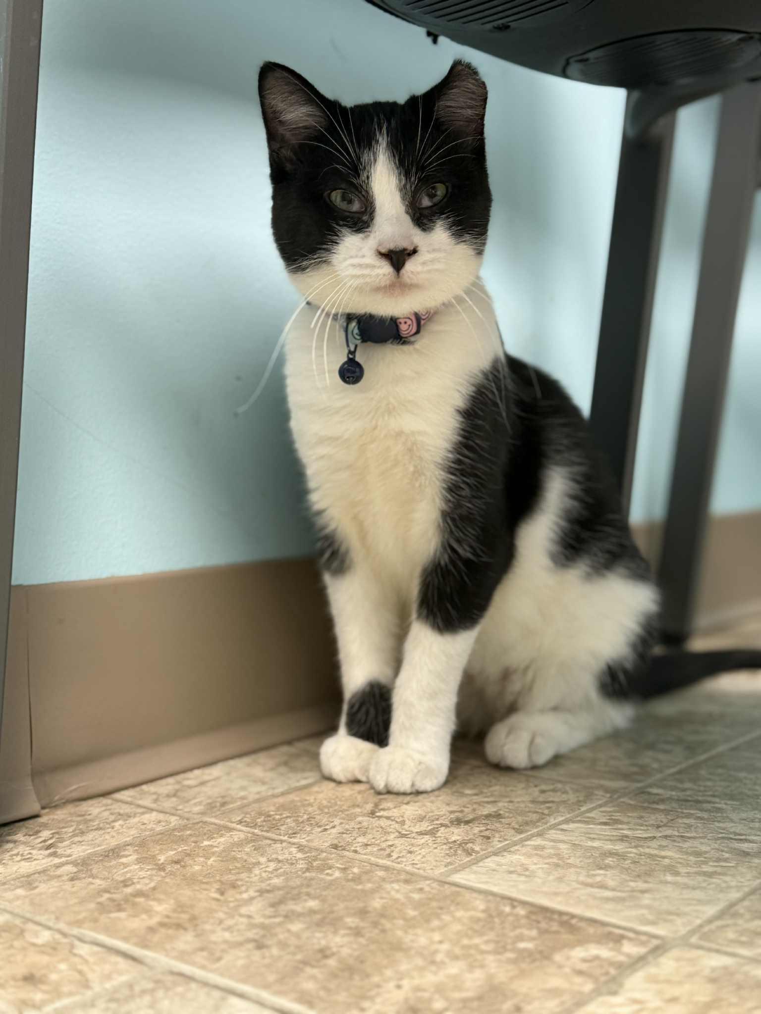 Enlarge Dottie, a Adopted Domestic Short Hair in Story City, IA image 3/4