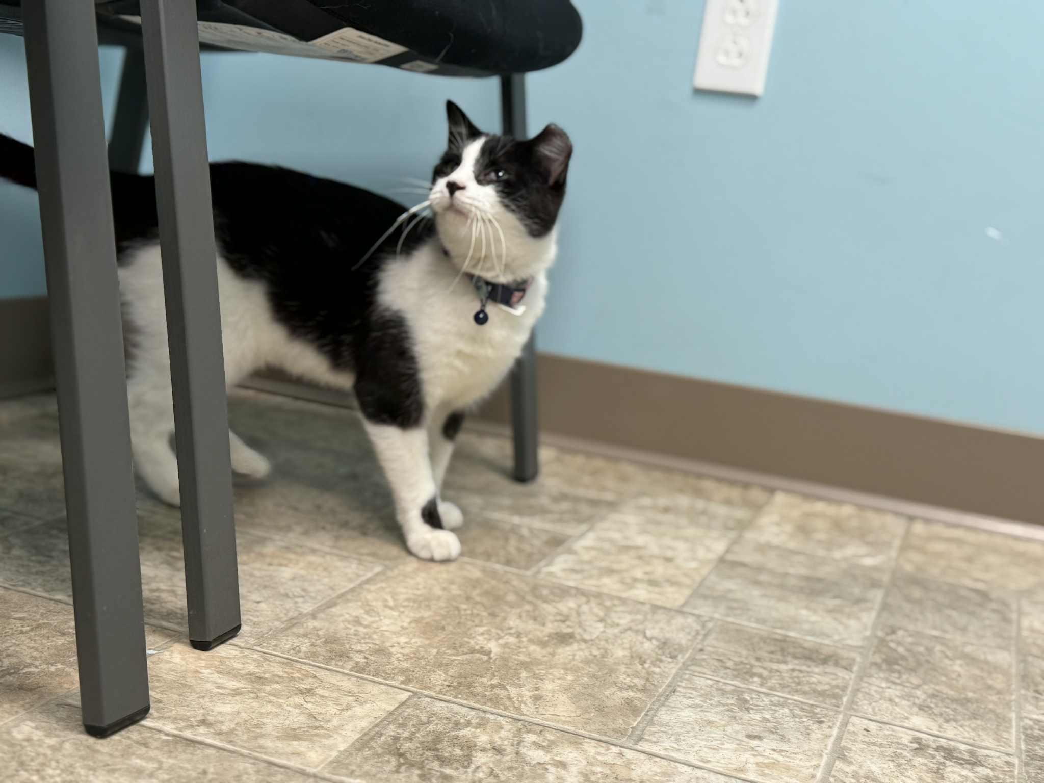 Enlarge Dottie, a Adopted Domestic Short Hair in Story City, IA image 4/4