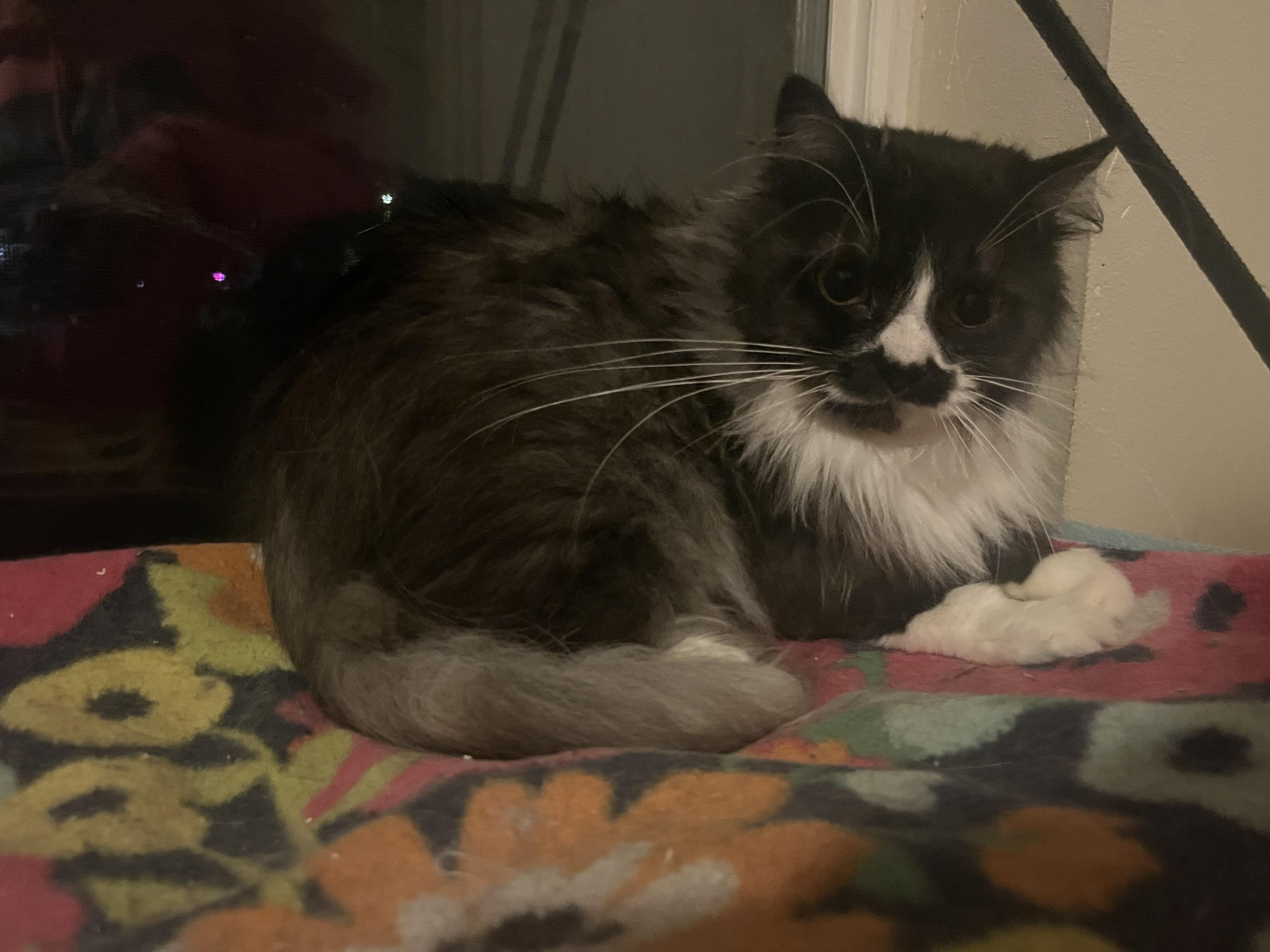 Enlarge Minou, a ADOPTABLE mixed breed in Everett, WA image 3/3