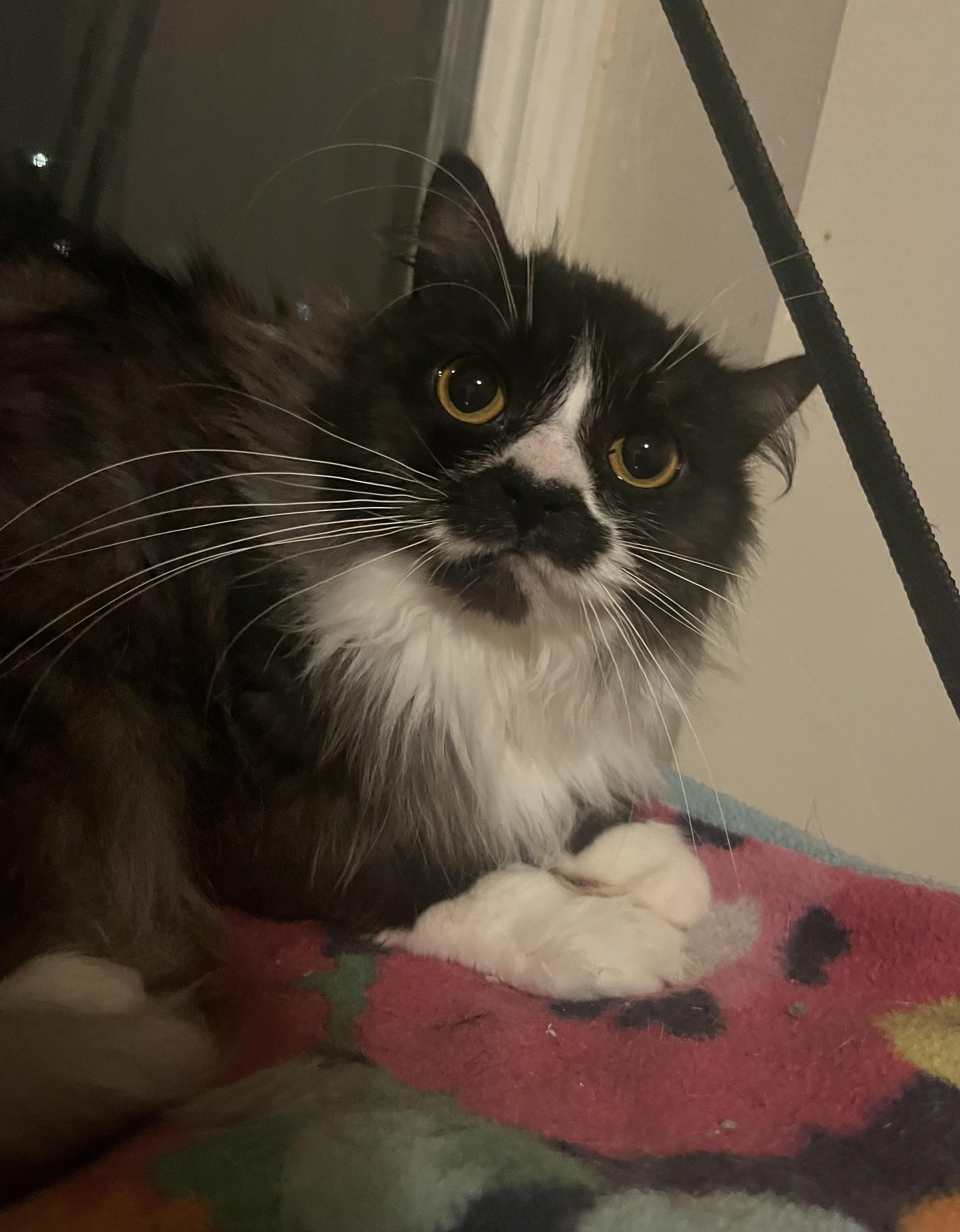 Enlarge Minou, a ADOPTABLE mixed breed in Everett, WA image 2/3