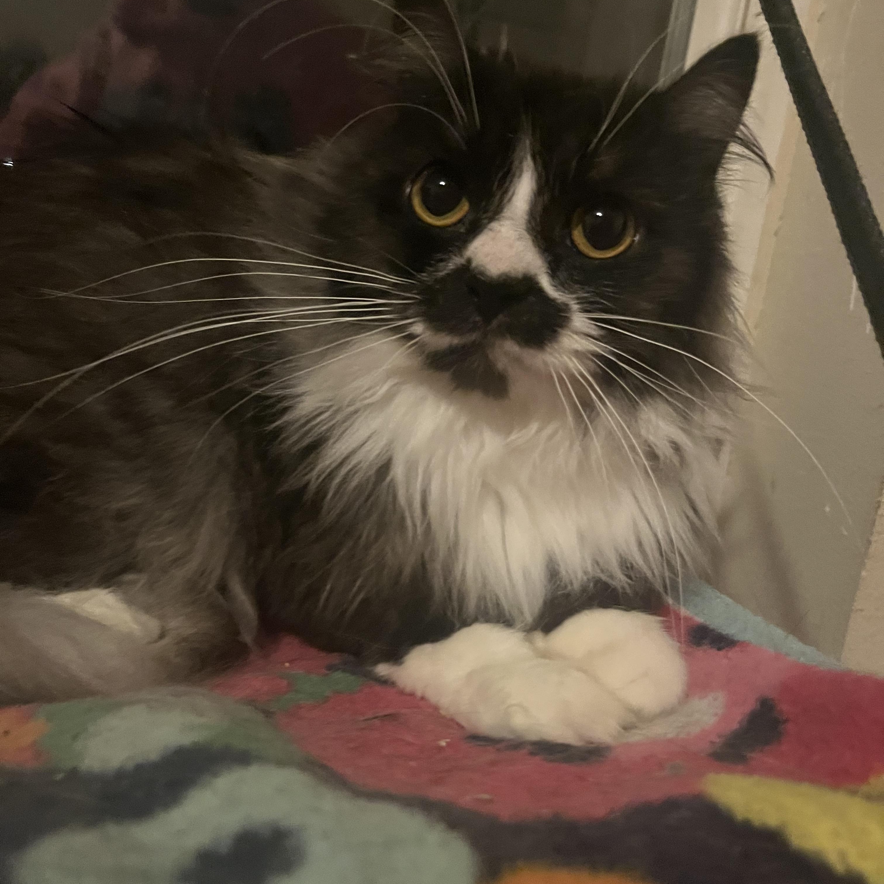 Enlarge Minou, a ADOPTABLE mixed breed in Everett, WA image 1/3