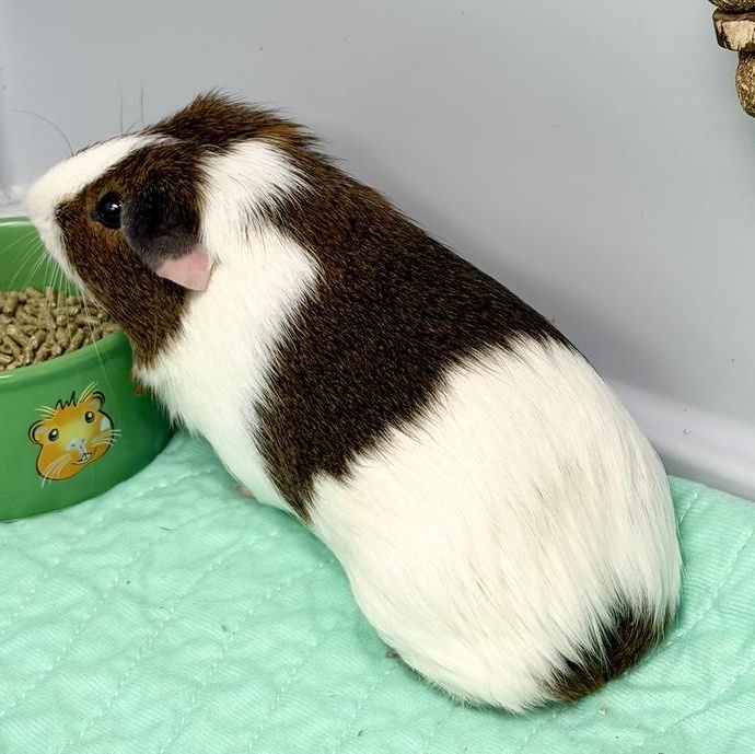 Enlarge Squall, an adopted Guinea Pig in Medfield, MA image 1/2