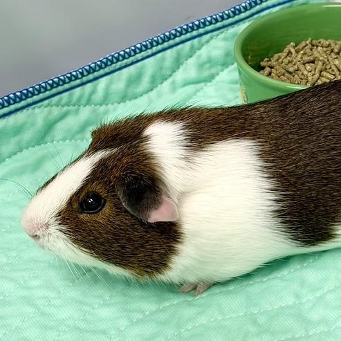 Enlarge Squall, an adopted Guinea Pig in Medfield, MA image 2/2