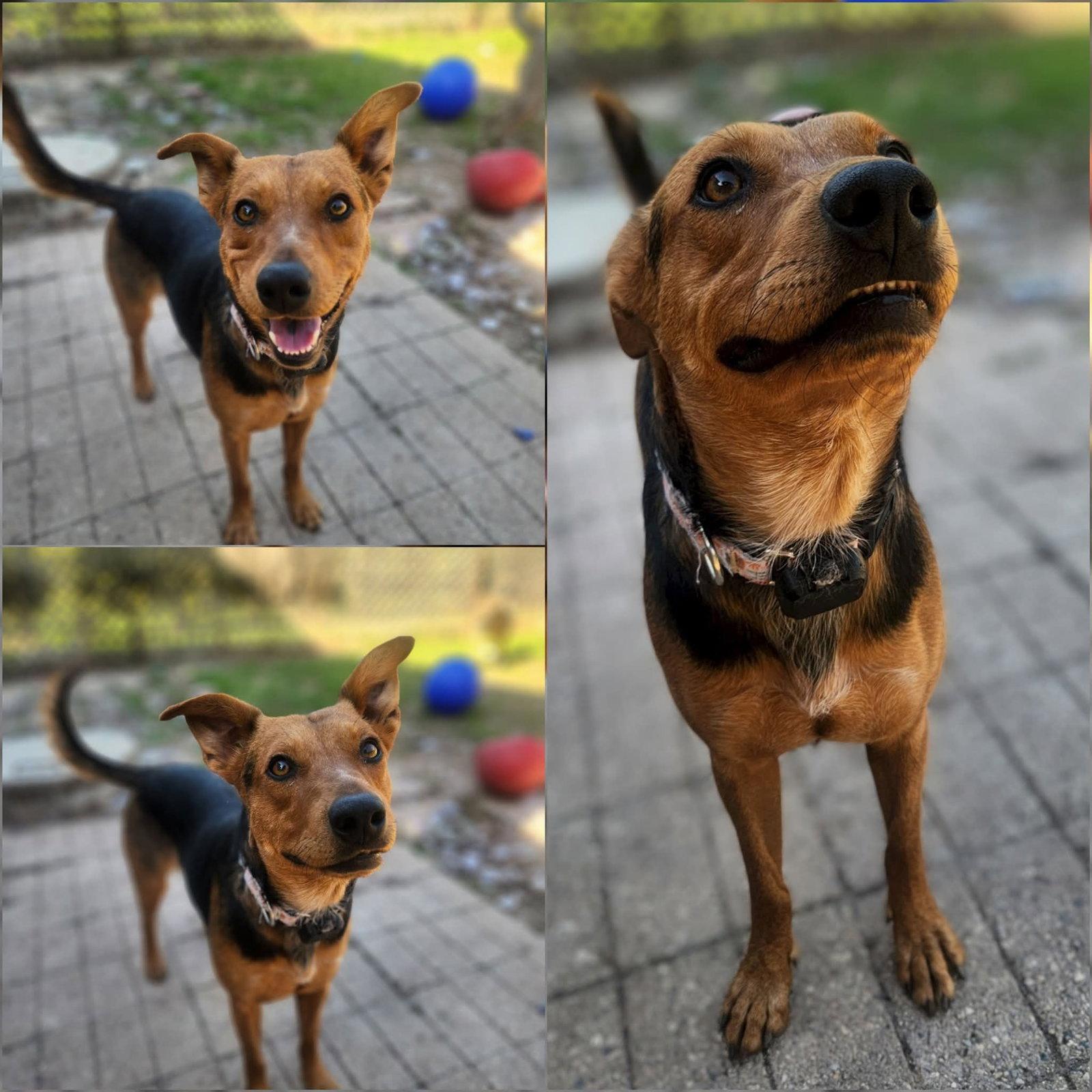 Tootie, Adoptable, Young Female Shepherd & Australian Kelpie.