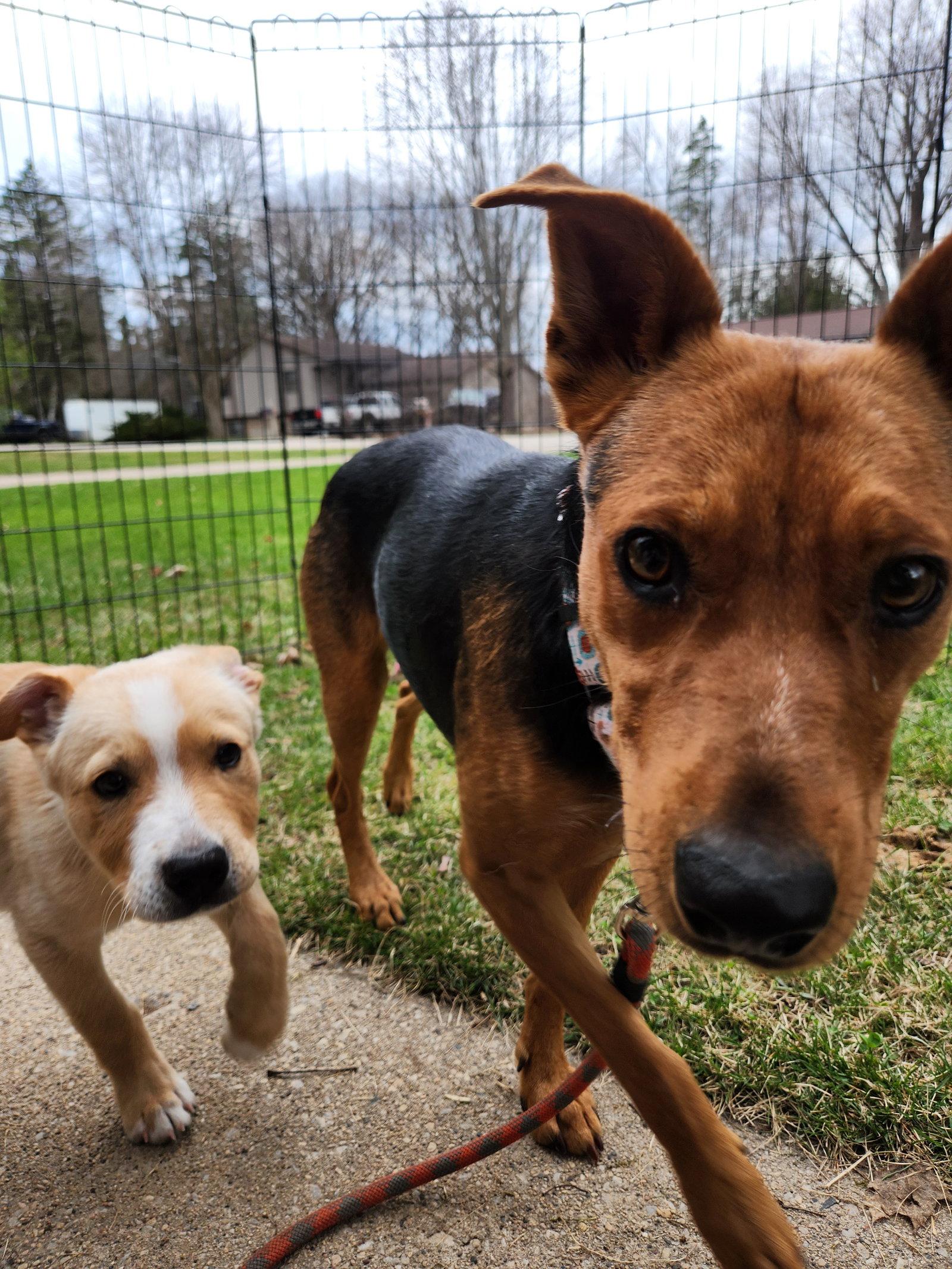 Enlarge Tootie, a Adoptable mixed breed in New London, WI image 2/3