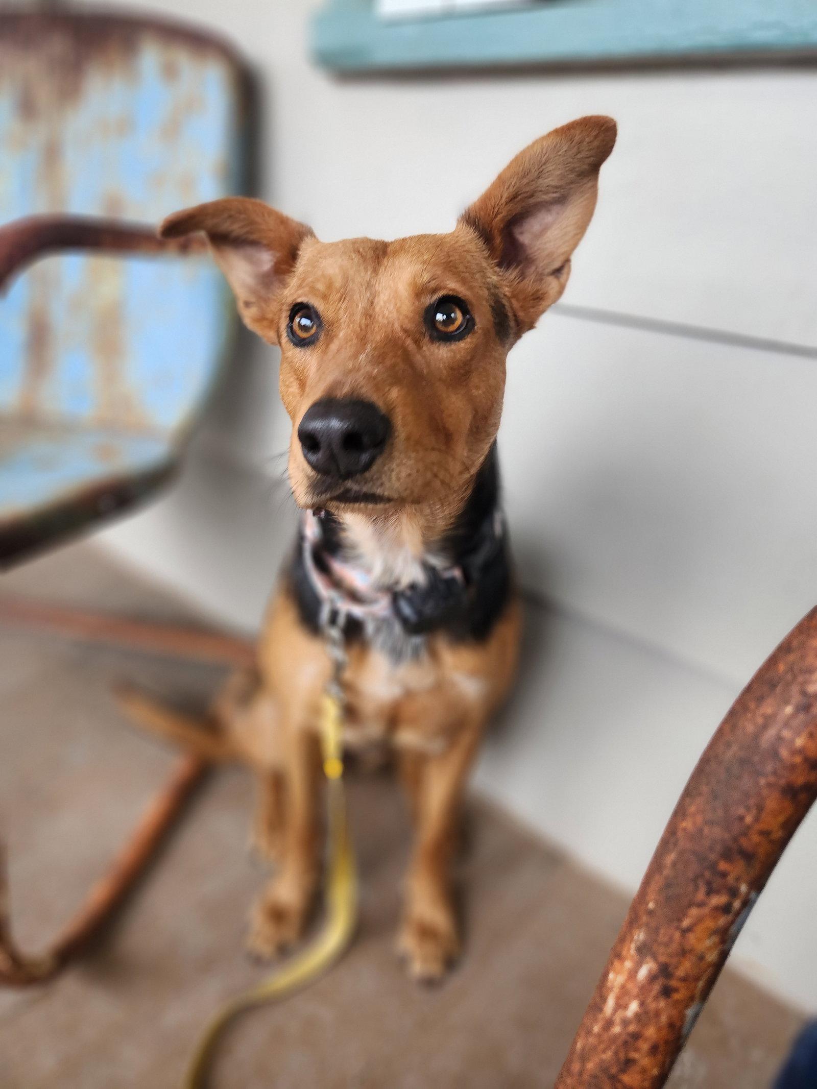 Enlarge Tootie, a Adoptable mixed breed in New London, WI image 3/3