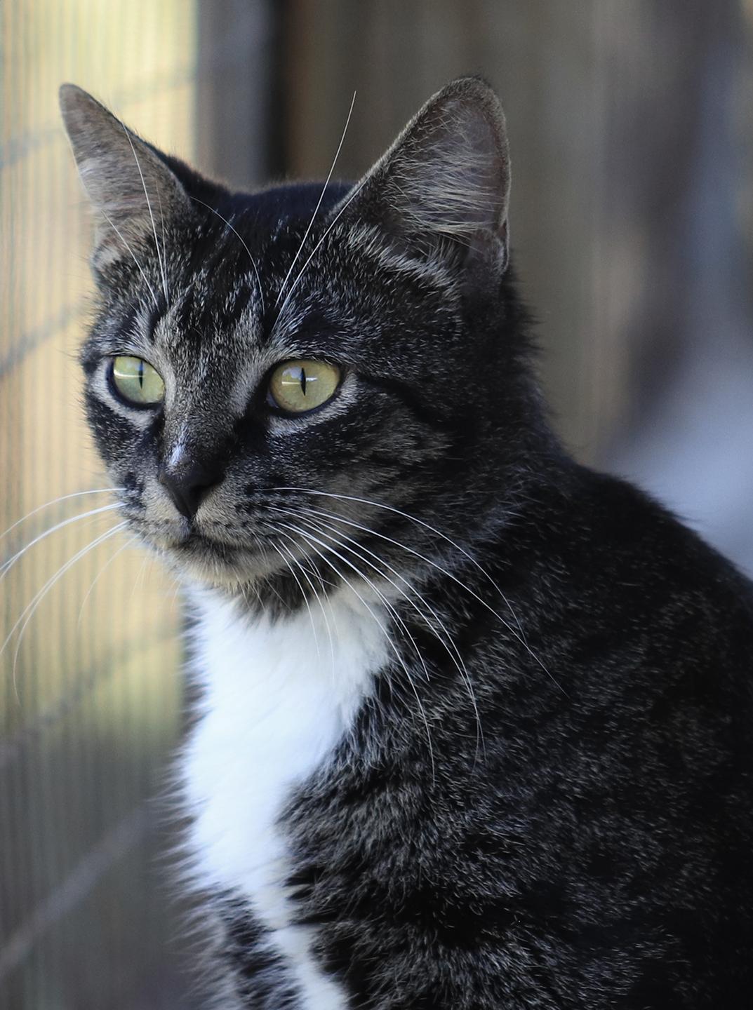Clover, Young Female unknown