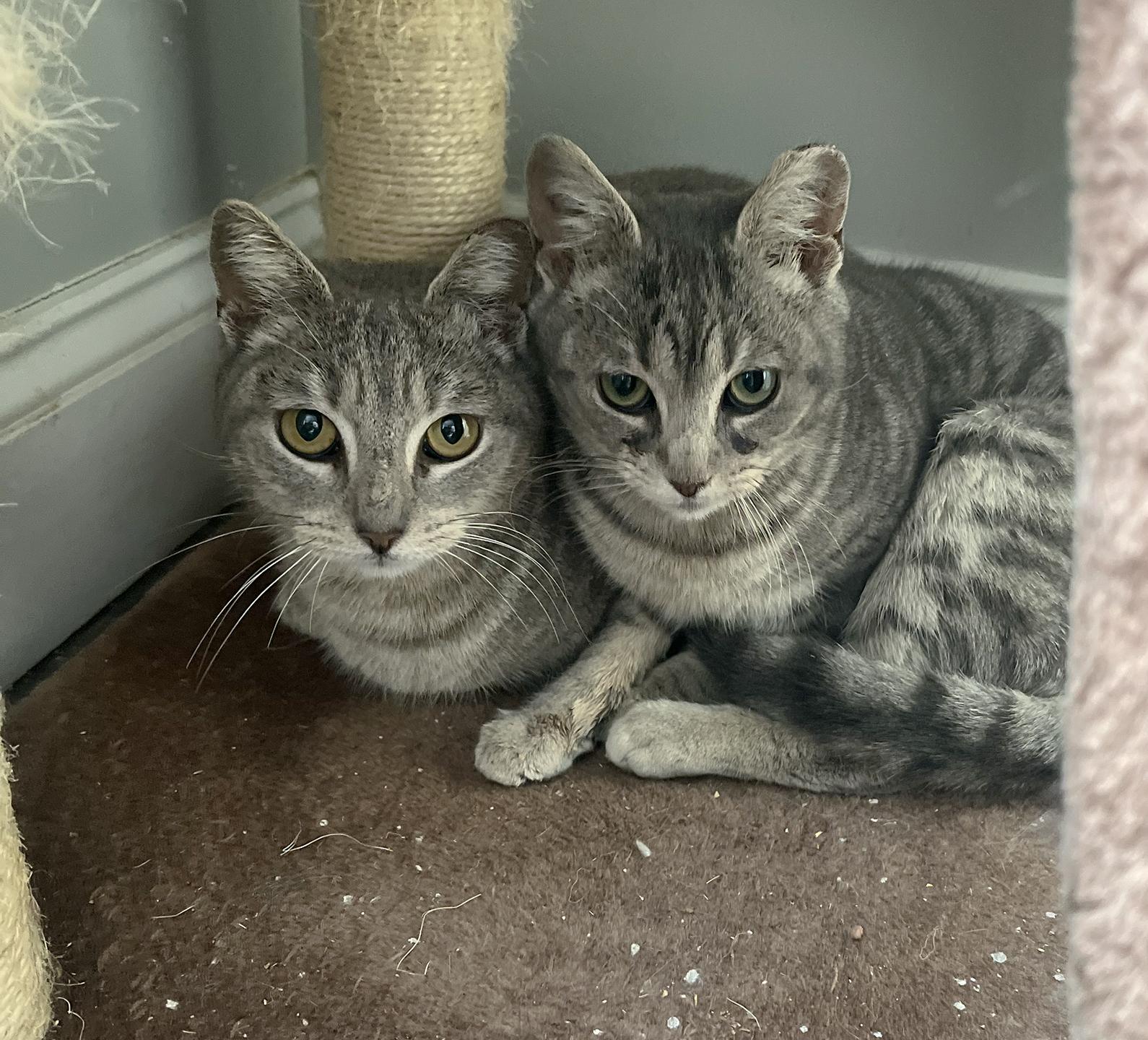 Sara & Kelly Spring Garden, adopted, Young Female Domestic Short Hair.