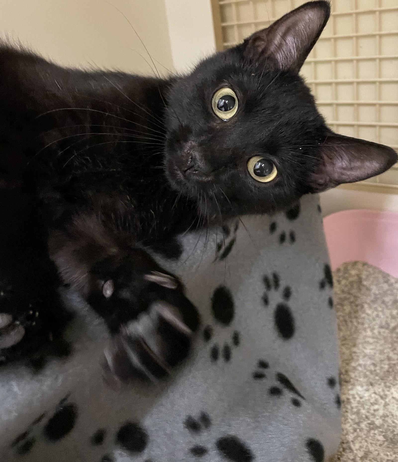 Dracula, a Adoptable Domestic Short Hair in Island Lake, IL image 1/3