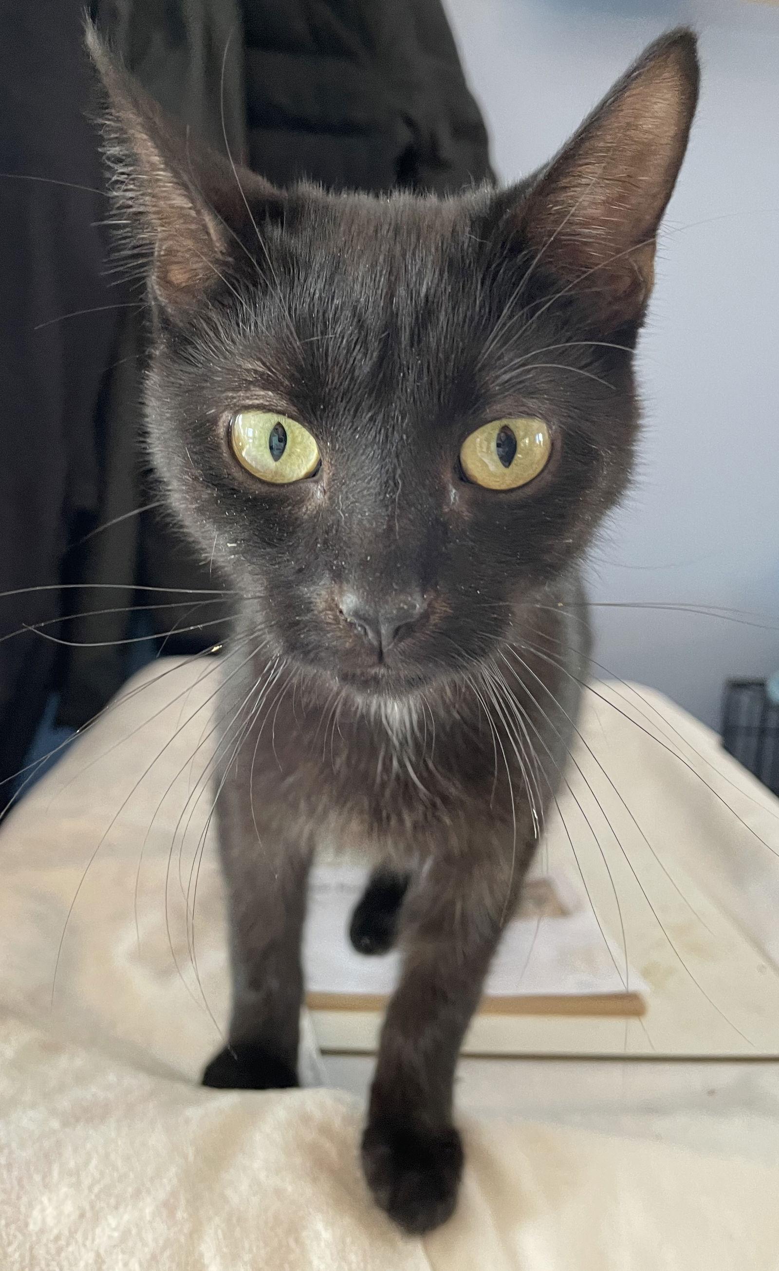 Enlarge Dracula, a Adoptable Domestic Short Hair in Island Lake, IL image 2/3