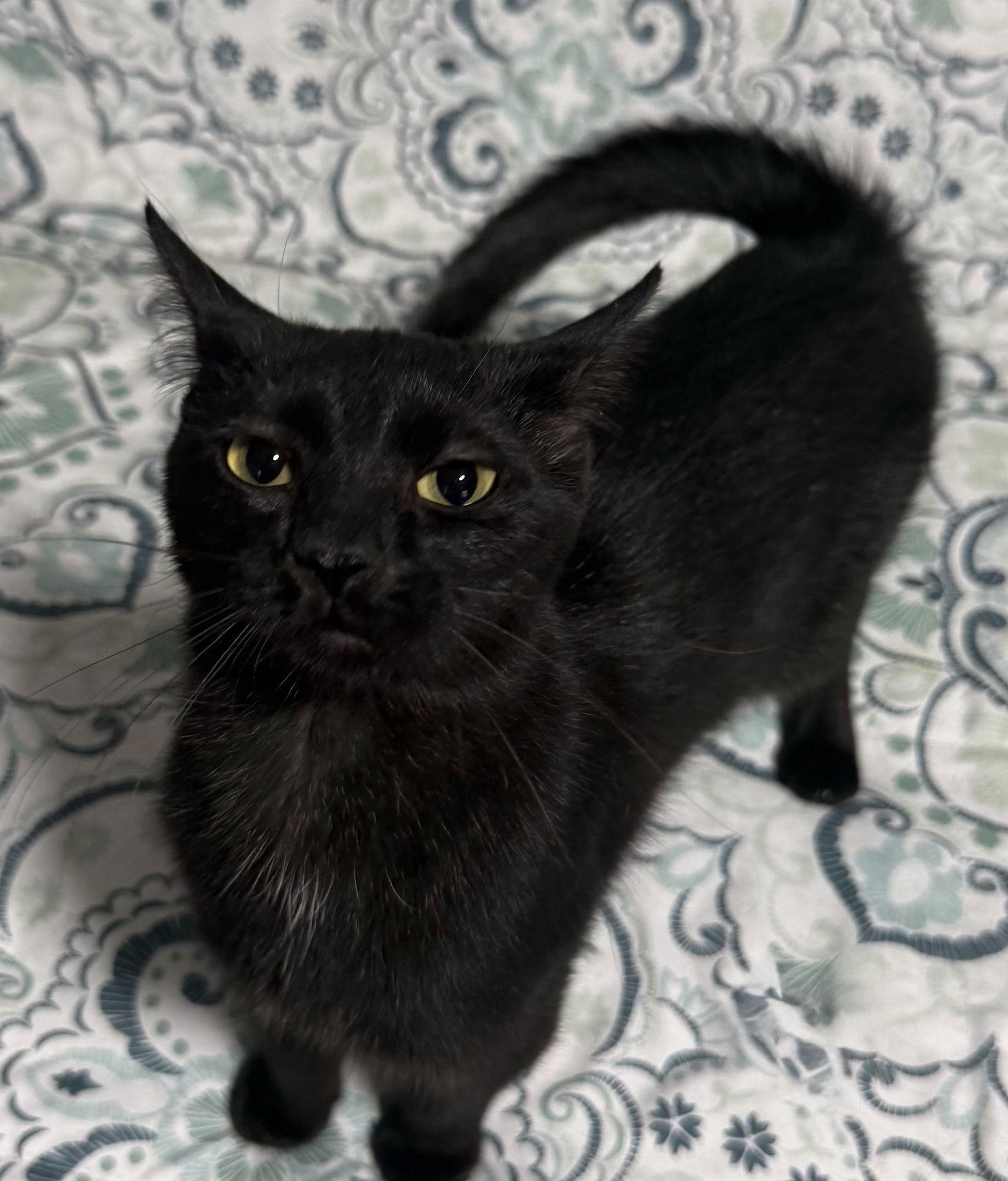 Dracula, a Adoptable Domestic Short Hair in Island Lake, IL image 3/3