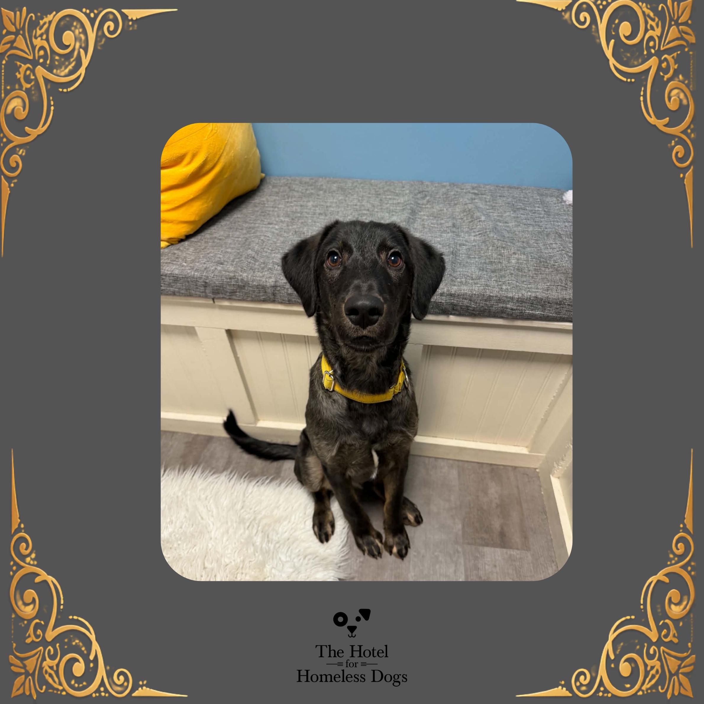 Ollie, Adoptable, Young Male Standard Poodle & Mixed Breed.