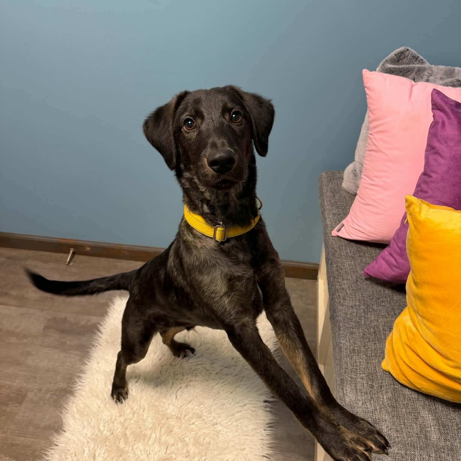 Enlarge Ollie, a Adoptable mixed breed in Cumberland, RI image 4/6