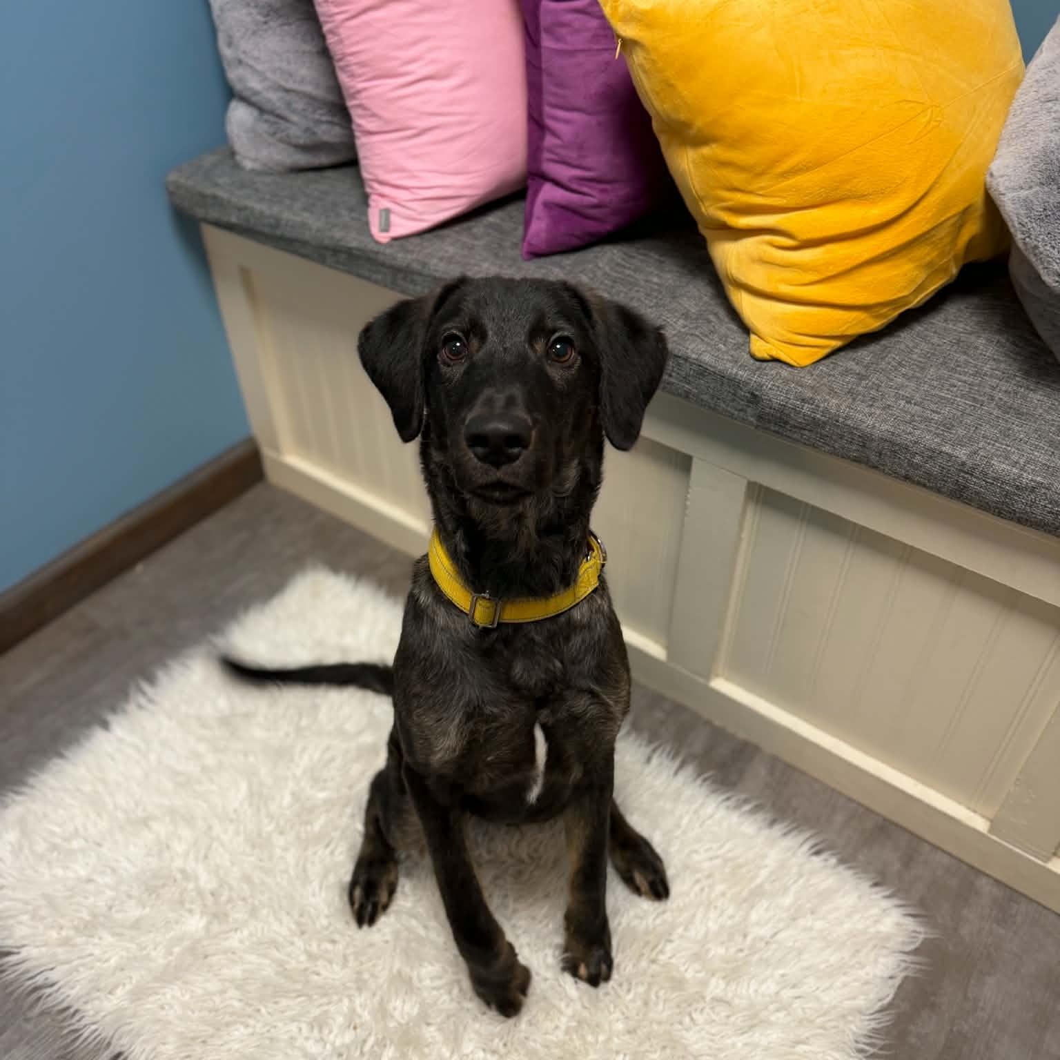 Enlarge Ollie, a Adoptable mixed breed in Cumberland, RI image 3/6