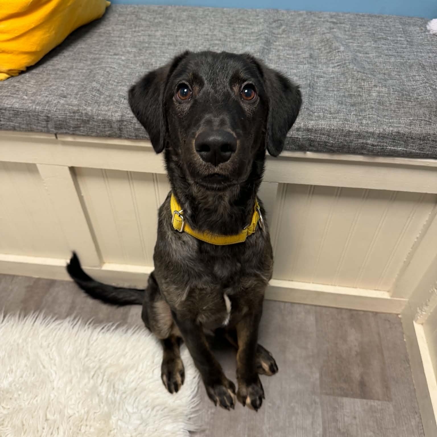 Enlarge Ollie, a Adoptable mixed breed in Cumberland, RI image 2/6