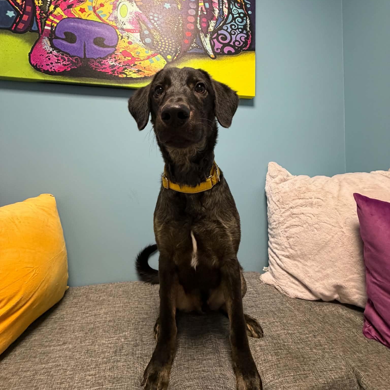 Enlarge Ollie, a Adoptable mixed breed in Cumberland, RI image 6/6