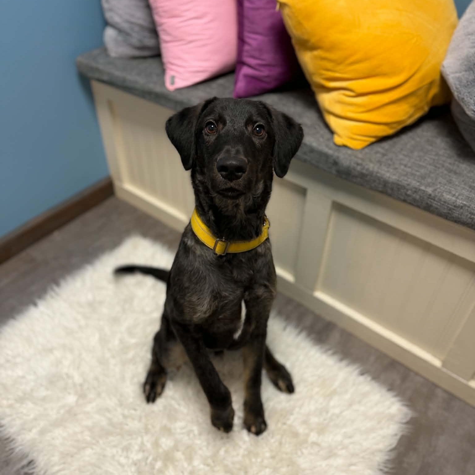 Enlarge Ollie, a Adoptable mixed breed in Cumberland, RI image 5/6