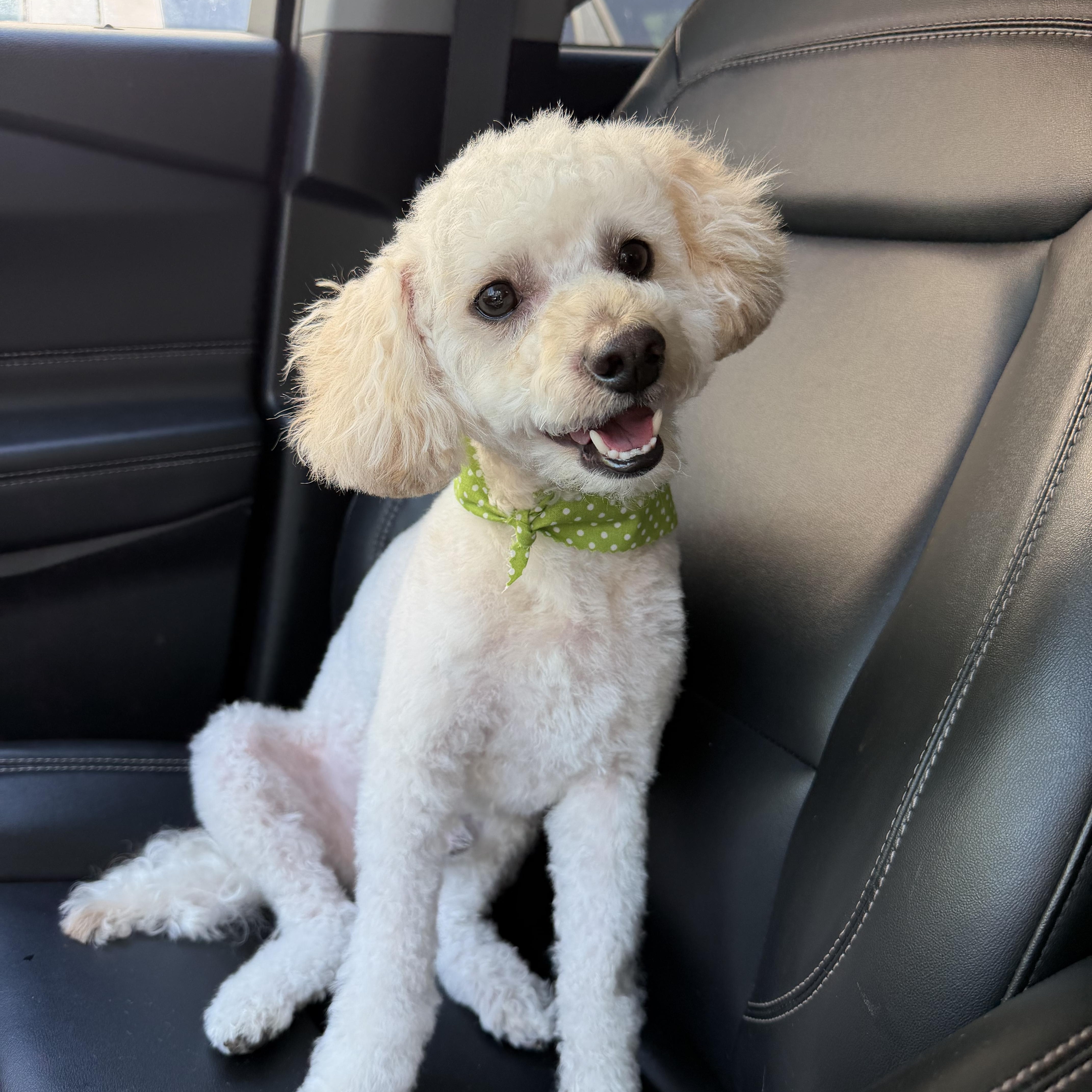 Benji, adoptable, Young Male Bichon Frise & Maltipoo.