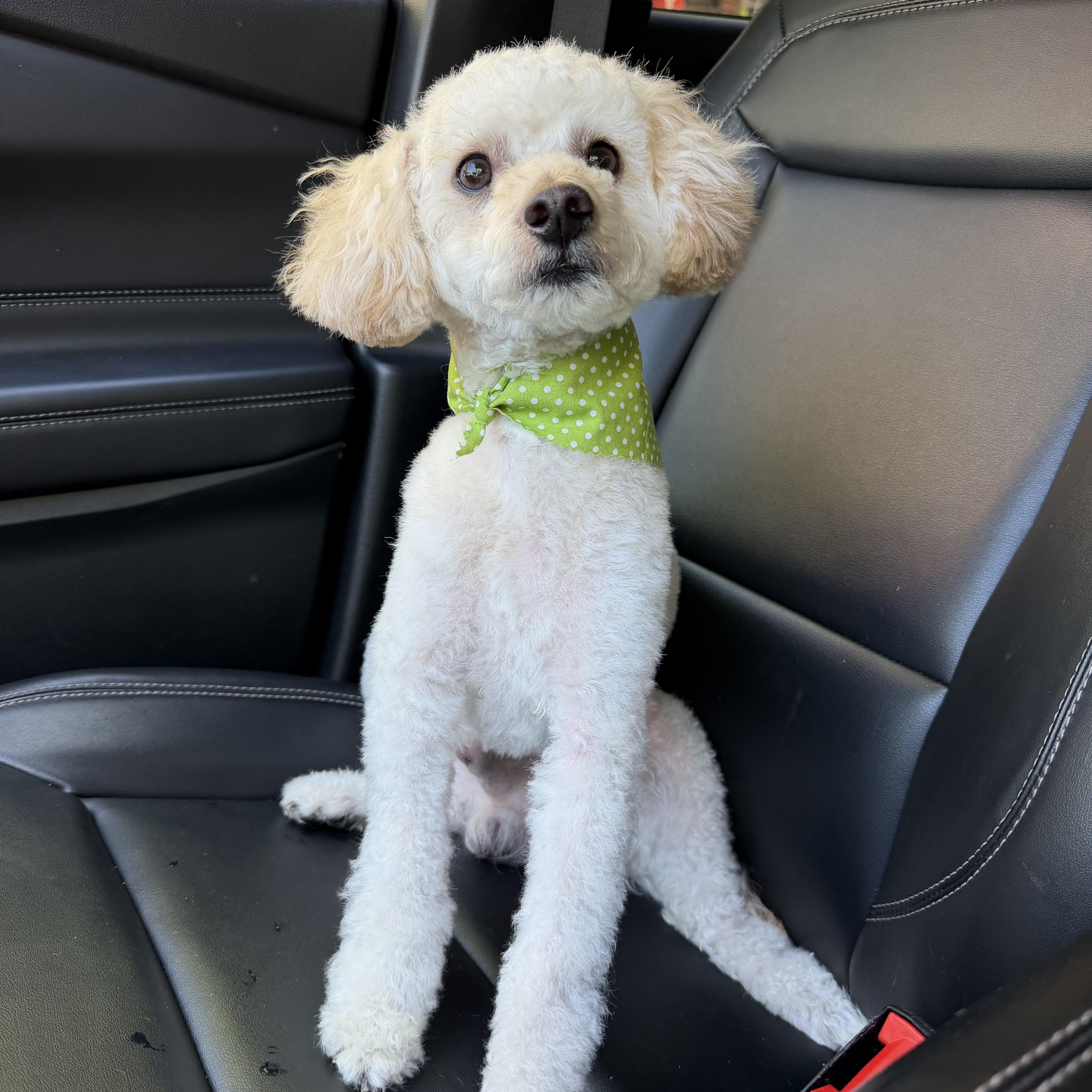 Enlarge Benji, an adoptable mixed breed in Newark, NJ image 2/2
