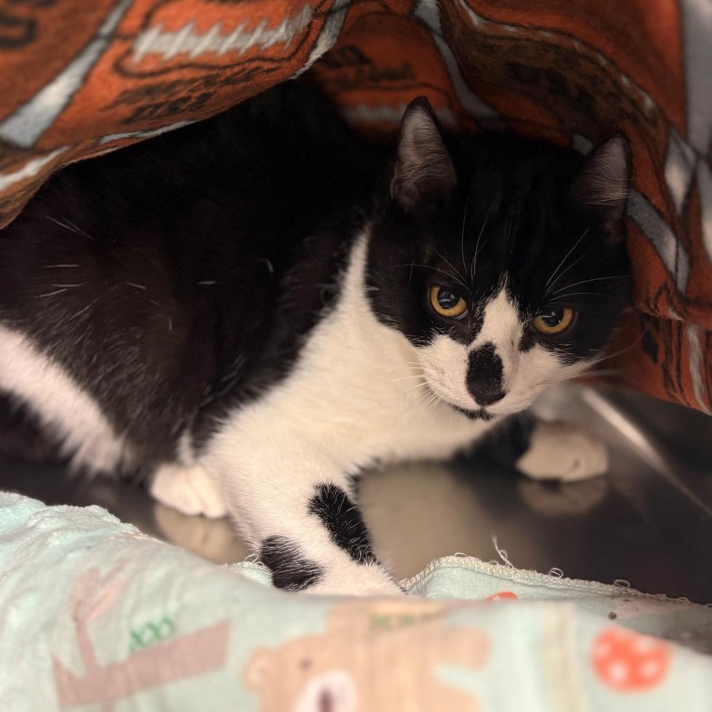 Enlarge Zebra, a Adoptable Domestic Short Hair in Chehalis, WA image 1/1