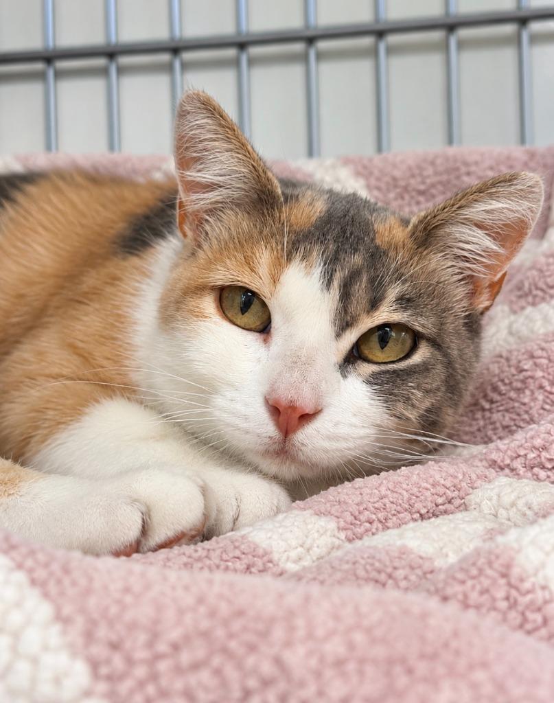 Dolly Purrton, Adoptable, Young Female Domestic Short Hair.