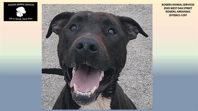 LUKE, Adoptable, Adult Male Labrador Retriever.