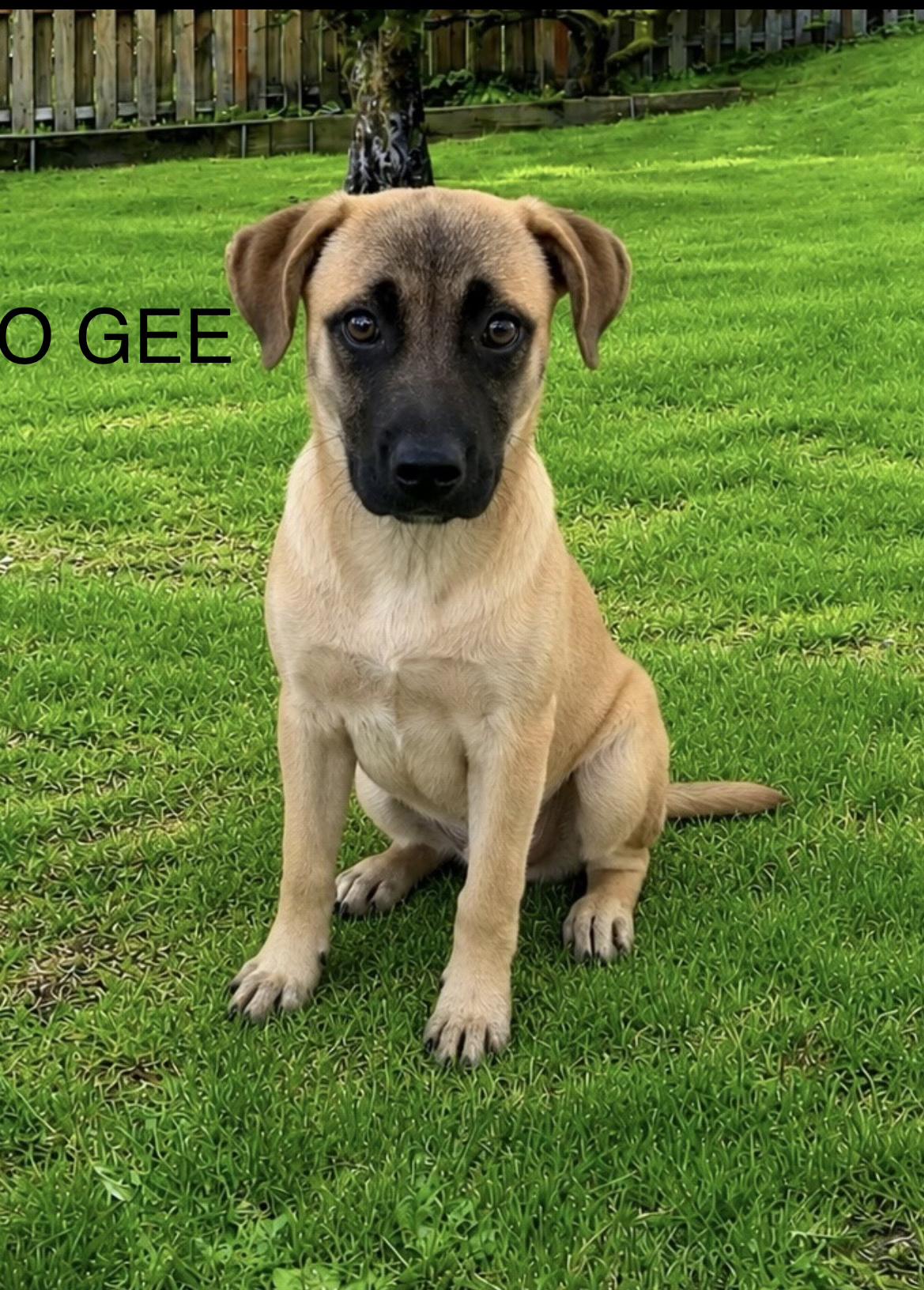 Enlarge O-Gee, an adoptable mixed breed in Toms River, NJ image 1/1