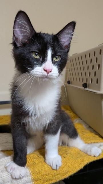 Enlarge Sylvester (and Figaro), a Adoptable mixed breed in Shoreline, WA image 1/6