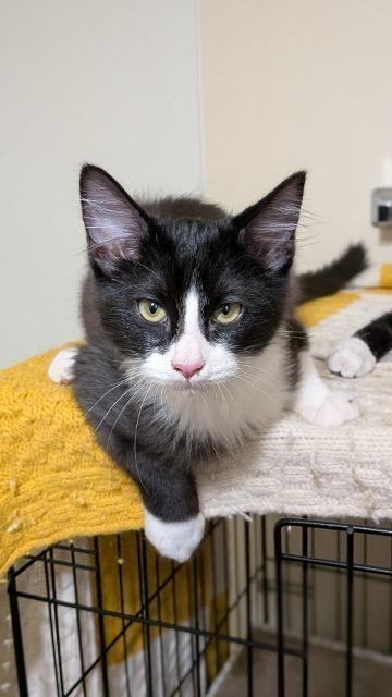 Enlarge Sylvester (and Figaro), a Adoptable mixed breed in Shoreline, WA image 2/6