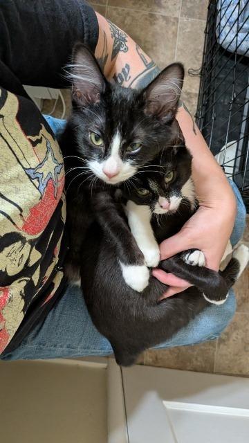Enlarge Sylvester (and Figaro), a Adoptable mixed breed in Shoreline, WA image 3/6