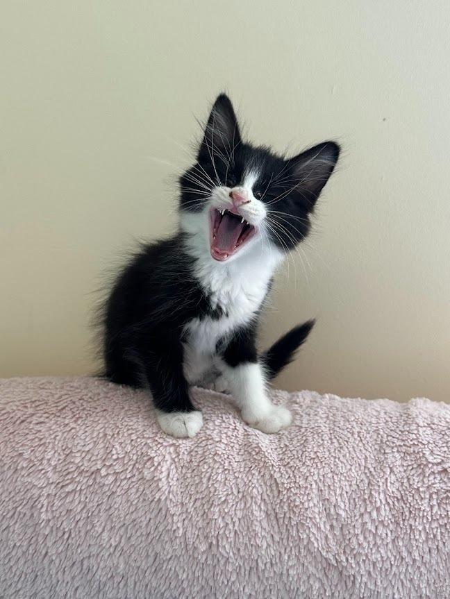 Enlarge Sylvester (and Figaro), a Adoptable mixed breed in Shoreline, WA image 5/6