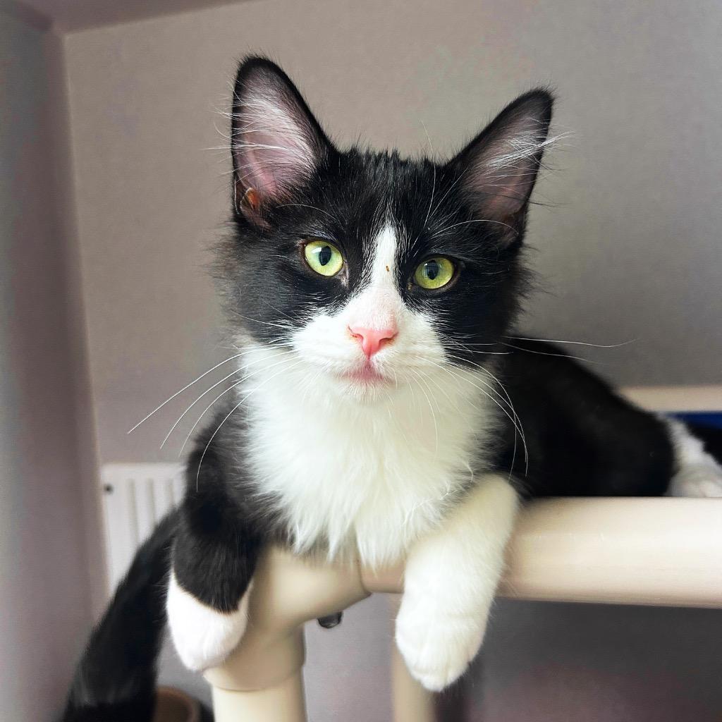 Enlarge Sylvester (and Figaro), a Adoptable mixed breed in Shoreline, WA image 6/6