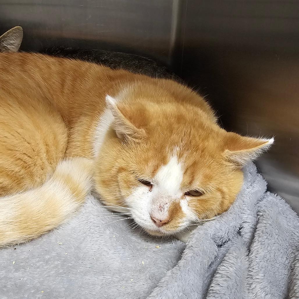 Enzo, Adoptable, Adult Male Domestic Short Hair.