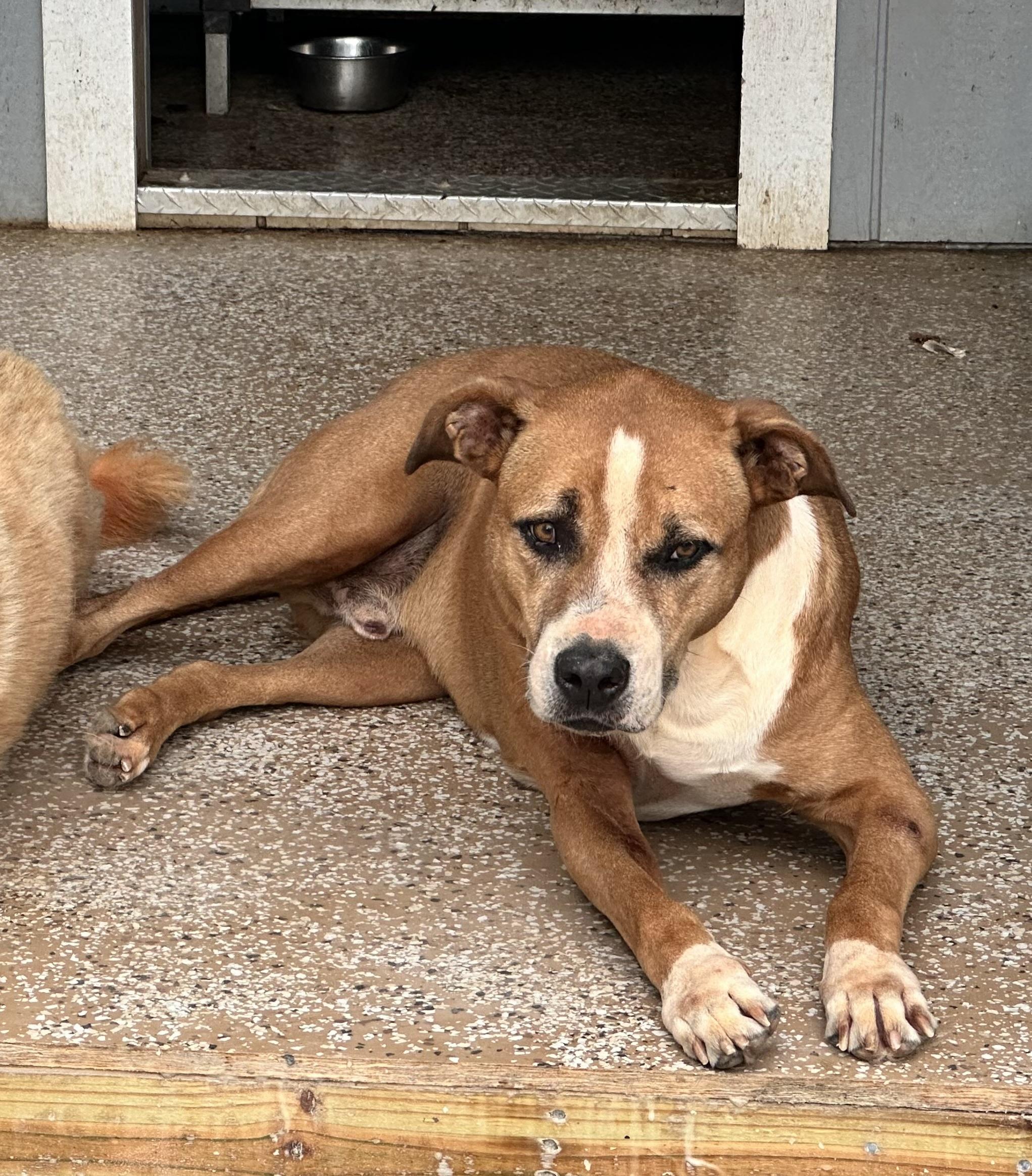 Buddy and Bandit — thumbnail 2