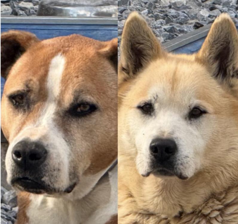 Buddy and Bandit — thumbnail 5