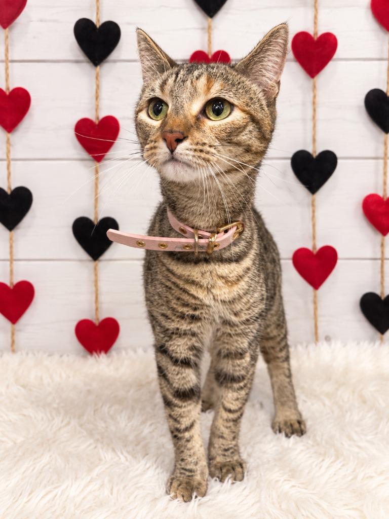 Spaghetti, Adoptable, Young Female Domestic Short Hair.